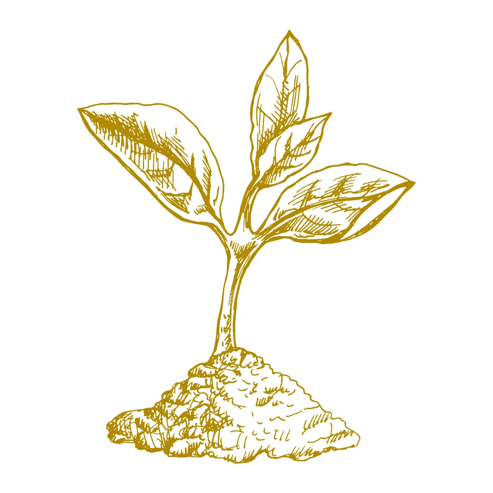 Illustration of a small plant with multiple leaves sprouting from the soil, drawn in golden line art style on a white background.